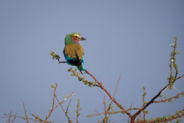 14.9.2022 - Nxai Pan, Lilac-breasted Roller