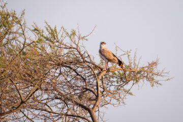 14.9.2022 - Nxai Pan, Dark Chanting Goshawk (Graubürzel-Singhabicht)