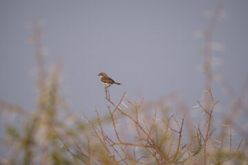 14.9.2022 - Nxai Pan, Mariqua Flycatcher