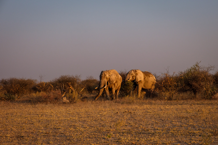 14.9.2022 - Nxai Pan Waterhole