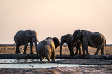 14.9.2022 - Nxai Pan Waterhole