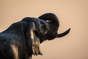 14.9.2022 - Nxai Pan Waterhole