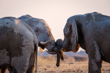 14.9.2022 - Nxai Pan Waterhole