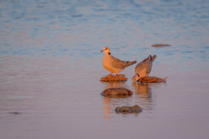 14.9.2022 - Nxai Pan Waterhole, Cape Turtle Dove (Kapturteltaube)