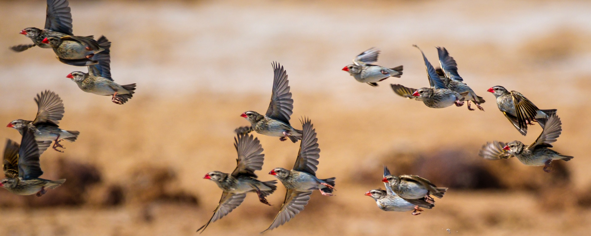 15.9.2022 - Nxai Pan Waterhole, Red-billed Quelea (Blutschnabelweber)