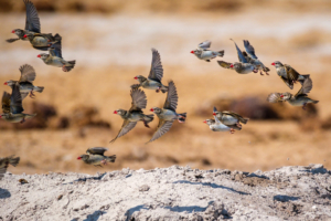 15.9.2022 - Nxai Pan Waterhole, Red-billed Quelea (Blutschnabelweber)