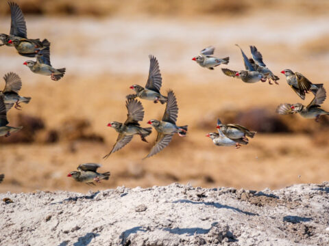 15.9.2022 - Nxai Pan Waterhole, Red-billed Quelea (Blutschnabelweber)