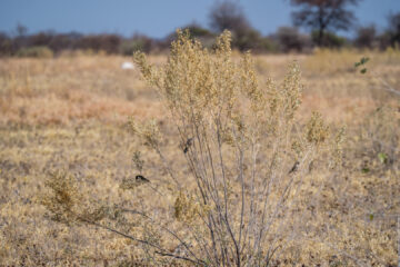 15.9.2022 - Nxai Pan, Black-throated Canary