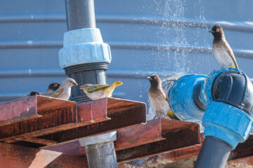 15.9.2022 - Nxai Pan, South Camp, Red-eyed Bulbul, Southern grey-headed Sparrow, Southern Masked-Weaver (f)