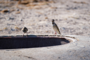 15.9.2022 - Nxai Pan, South Camp, Black-throated Canary (Angola-Girlitz)