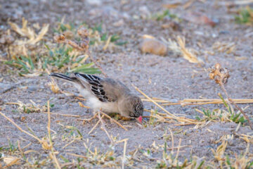 15.9.2022 - Nxai Pan Waterhole, Scaly-feathered Weaver/Finch