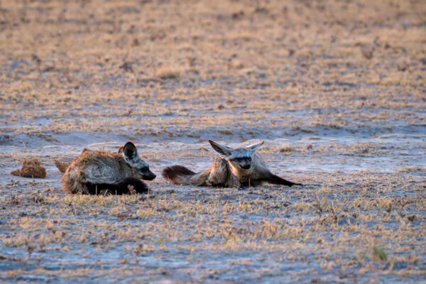 15.9.2022 - Nxai Pan, Bat-eared Fox