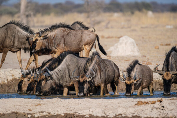 16.9.2022 - Nxai Pan Waterhole, Gnu