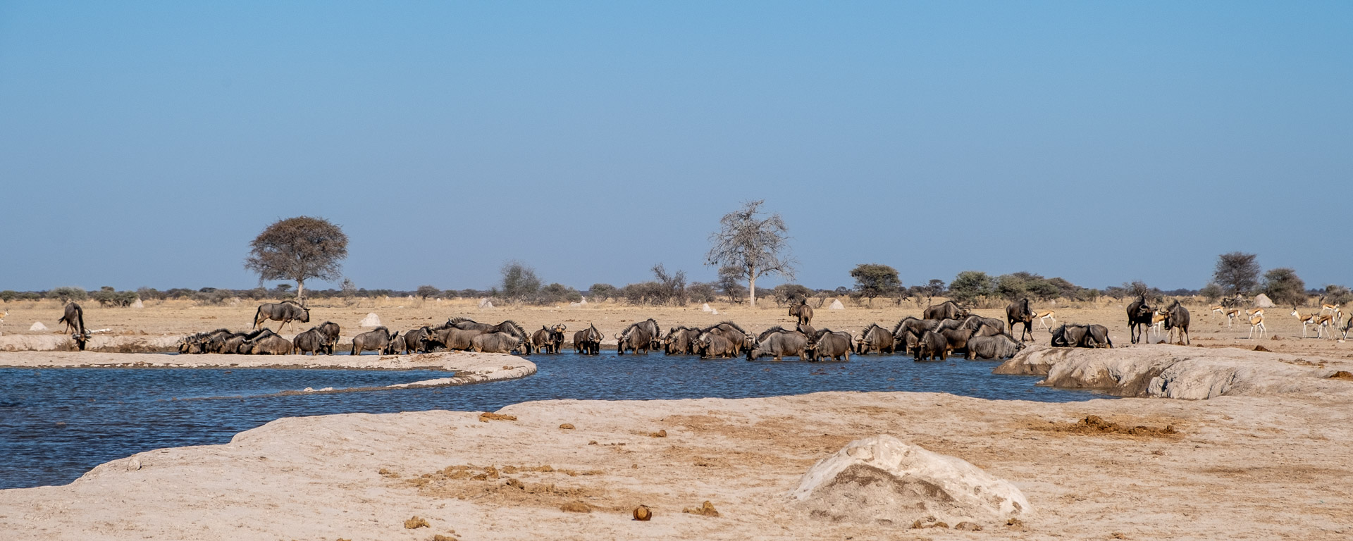 16.9.2022 - Nxai Pan Waterhole, Gnu