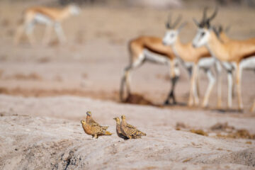 16.9.2022 - Nxai Pan Waterhole, Burchell's Sandgrouse (Flughuhn)