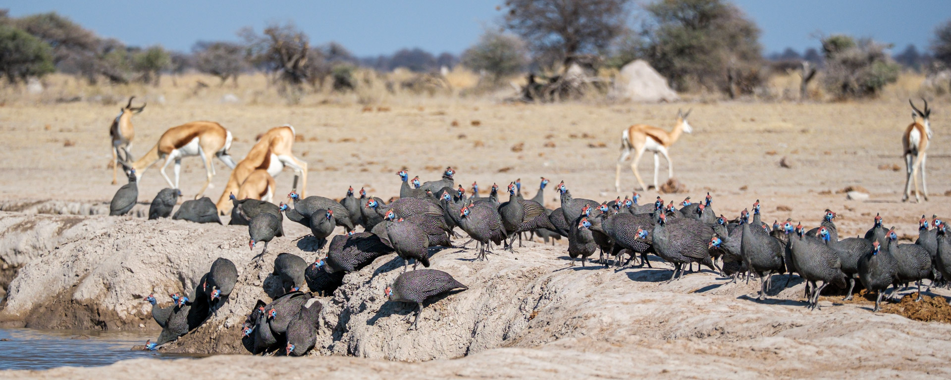 16.9.2022 - Nxai Pan Waterhole, Helmeted Guineafowl (Perlhuhn)