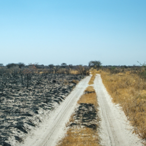 Botswana 2022 – Baines Baobab