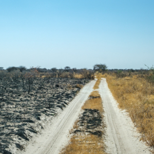 Botswana 2022 – Baines Baobab Botswana 2022 – Baines Baobab
