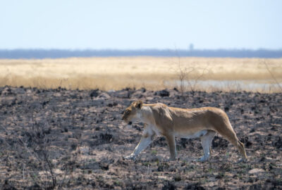 16.9.2022 - Rückfahrt von Baines Baobab, Lioness crossing