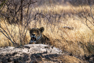 16.9.2022 - Rückfahrt von Baines Baobab, Lioness crossing