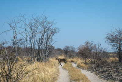 16.9.2022 - Rückfahrt von Baines Baobab, Lioness crossing