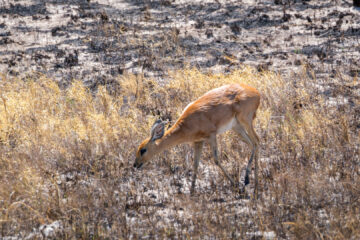 16.9.2022 - Rückfahrt von Baines Baobab, Steenbok