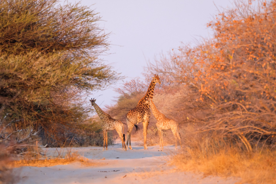 16.9.2022 - Leopard Plains, Sundowner Drive