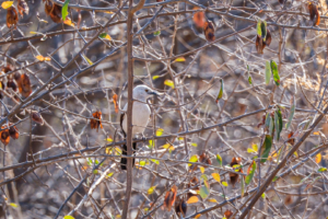 17.9.2022 - Leopard Plains, Southern Pied Babbler (Elsterdrosselhäherling)