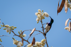 17.9.2022 - Leopard Plains, White-breasted Sunbird (Weißbauch-Nektarvogel)