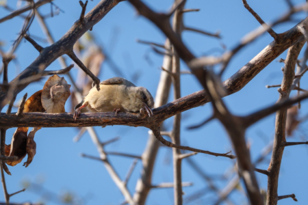 17.9.2022 - Leopard Plains, Bird Walk, Cape Crombec / Long-billed Crombec (Langschnabel-Sylvietta)