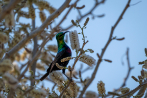 17.9.2022 - Leopard Plains, Bird Walk, Mariqua Sunbird (Binden-Nektarvogel)