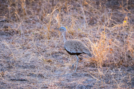 17.9.2022 - Leopard Plains, Evening Drive, Red-crested Korhaan / Bustard (Rotschopf-Trappe)