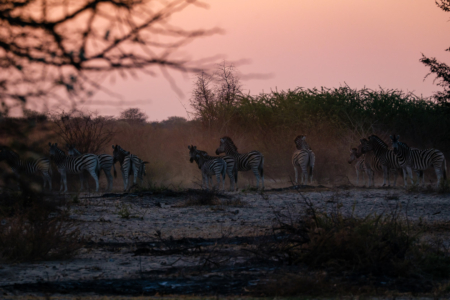 17.9.2022 - Leopard Plains, Evening Drive, Zebras am Wasserloch