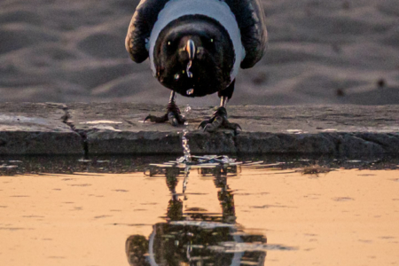 17.9.2022 - Leopard Plains, Evening Drive, Pied Crow (Schildrabe)