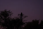 17.9.2022 - Leopard Plains, Evening Drive, die einzige Eule (Verreaux's Eagle Owl) (Milch-Uhu)