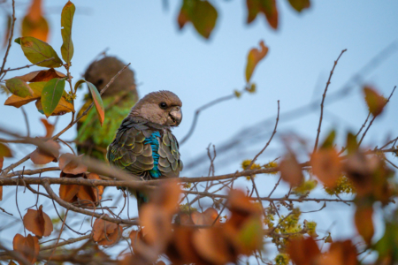 18.9.2022 - Leopard Plains, Morning Walk, Meyer&#039;s Parrot (Goldbug-Papagei)