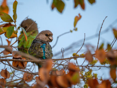 18.9.2022 - Leopard Plains, Morning Walk, Meyer's Parrot (Goldbug-Papagei)