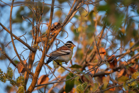 18.9.2022 - Leopard Plains, Morning Walk, Golden-breasted Bunting (Gelbbauch-Ammer)