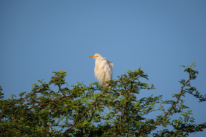 18.9.2022 - Leopard Plains, Morning Walk, Cattle Egret (Kuhreiher)