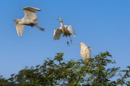 18.9.2022 - Leopard Plains, Morning Walk, Cattle Egret