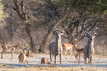 18.9.2022 - Leopard Plains, Morning Walk, Kudu