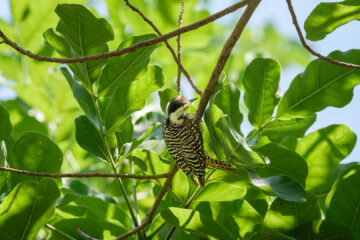 18.9.2022 - Mittagspause im Old Bridge, Cardinal Woodpecker (f) (Kardinalspecht)