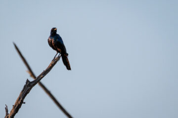 18.9.2022 - Moremi South Gate, Campsite 7, Burchell's Starling