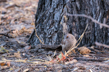 18.9.2022 - Moremi South Gate, Campsite 7, Arrow-marked Babbler