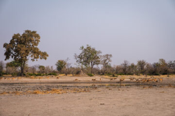 19.9.2022 - Moremi, Black Pools, Impala