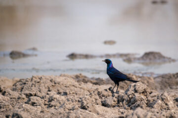 19.9.2022 - Moremi, Black Pools, Burchell's Starling