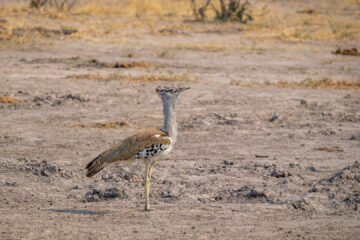 19.9.2022 - Moremi, Black Pools, Kori Bustard