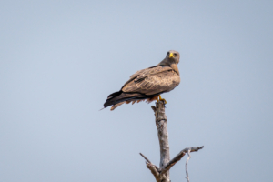 19.9.2022 - Moremi, Black Pools, Yellow-billed Kite (Schwarzmilan)