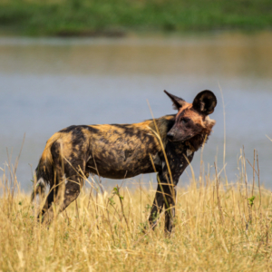 Botswana 2022 – Wild Dogs, Xini Lagoons Botswana 2022 – Wild Dogs, Xini Lagoons