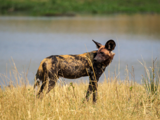 Botswana 2022 – Wild Dogs, Xini Lagoons